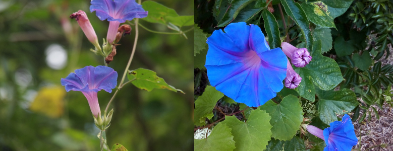 [Two photos spliced together. On the left the flower has a pale purple tube which leads to an open blue-purple cup at the end facing upward. The blooms come from the main vine at regular intervals. All the leaves are at the base of this plant and not visible in this image. On the right one bloom opens toward the camera light a blue parasol with a light purple inner top section. Just behind the bloom are two tightly folded completely light purple buds.]